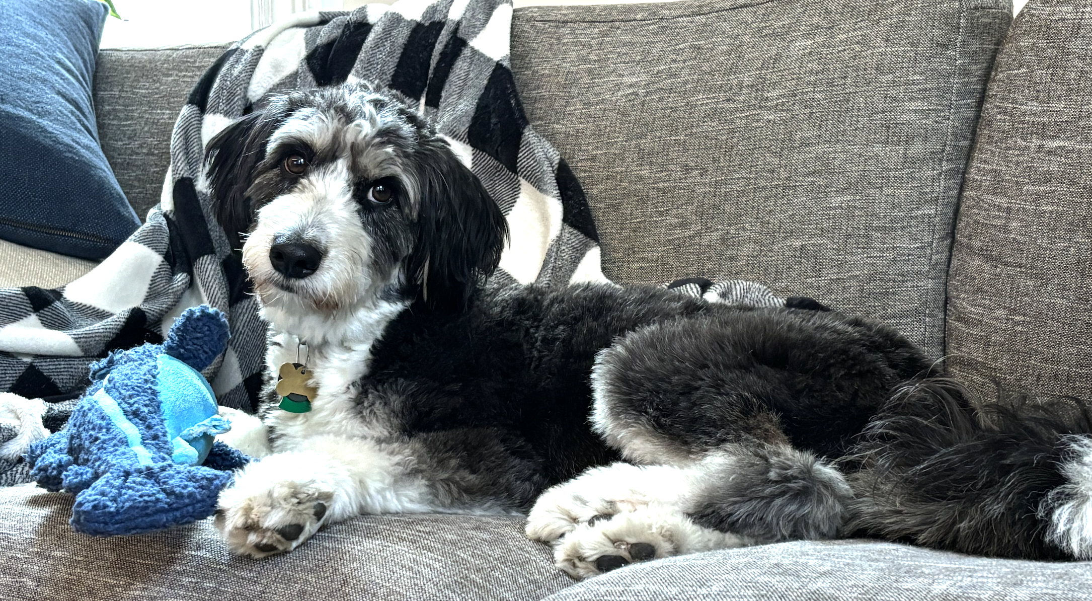 A friendly dog sitting on a couch